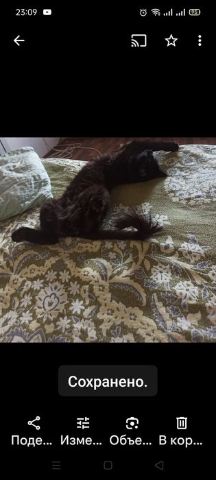 Отдам котика в хорошие добрые руки