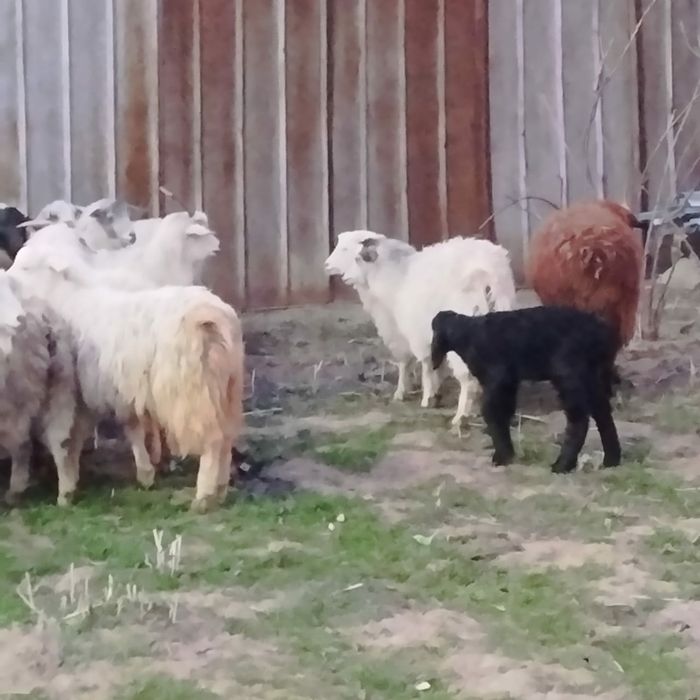 Козы молодые коза козел