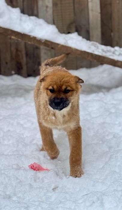 Отдам щенка 2,5 месяца крупные