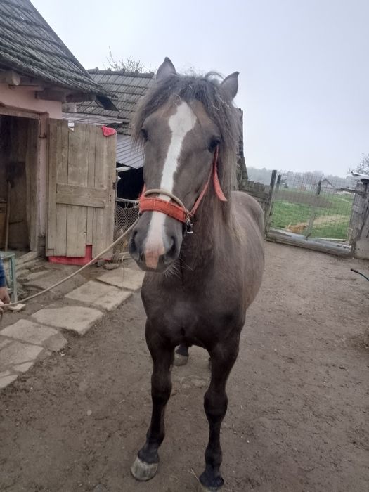 Manza blanda de 10 luni