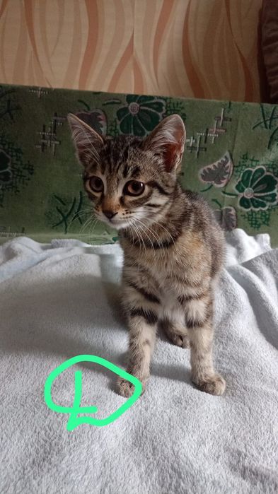 Котята  2 месяца в добрую семью