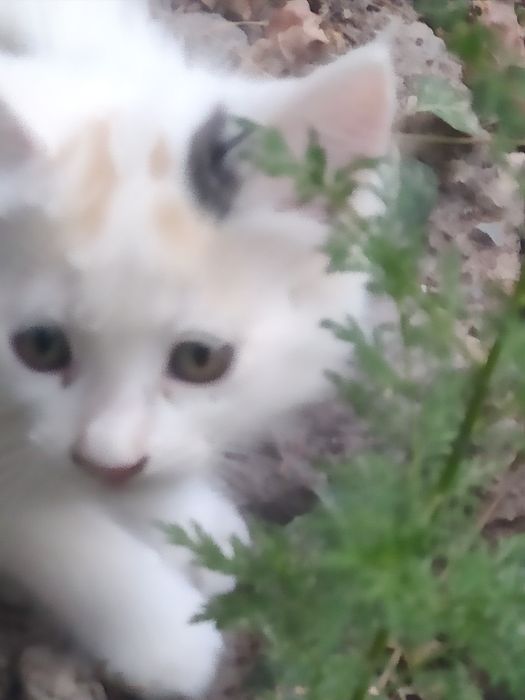 Котенок ,девочка, 2 месяца.