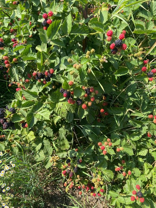 Vând mure de cultura