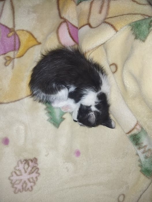 Пропал котёнок город Кокшетау