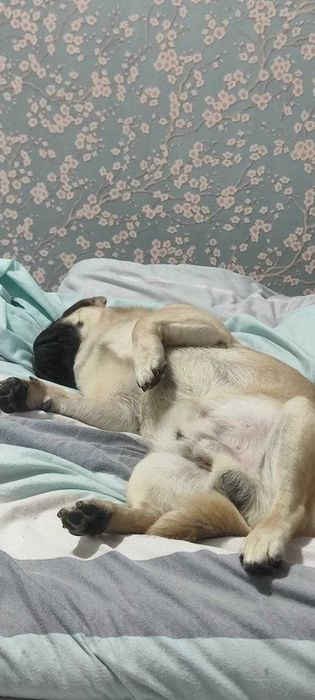 Мопс для вязки . Ищет невесту