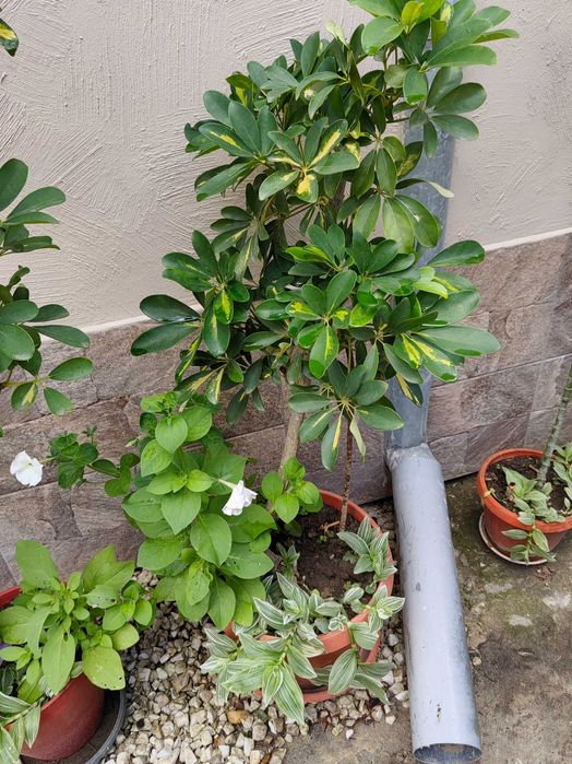 Цветя на половин цена