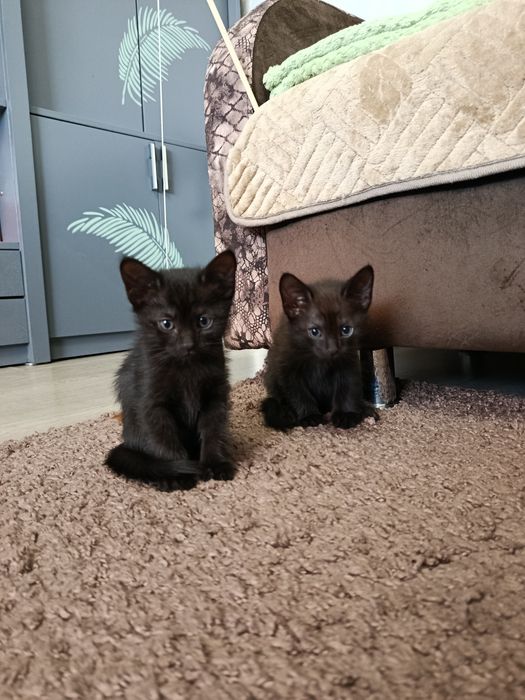 Котенок Отдам котят в добрые руки