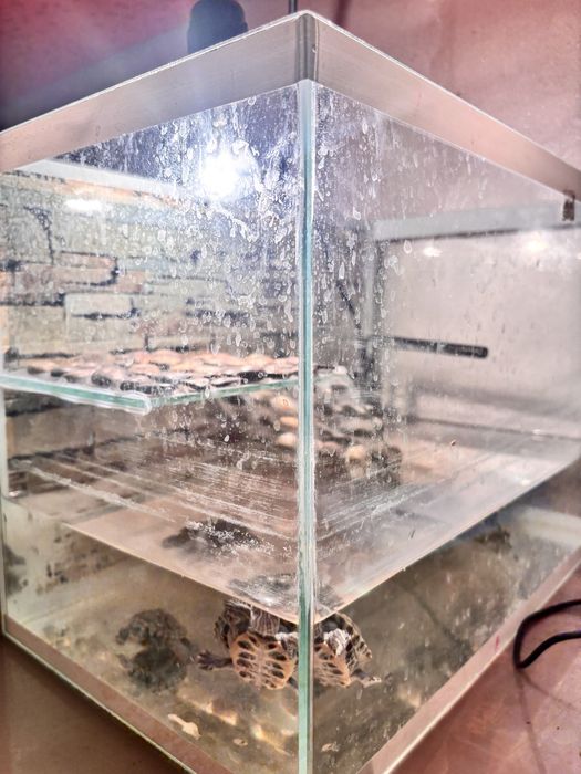 Красноухие черепахи