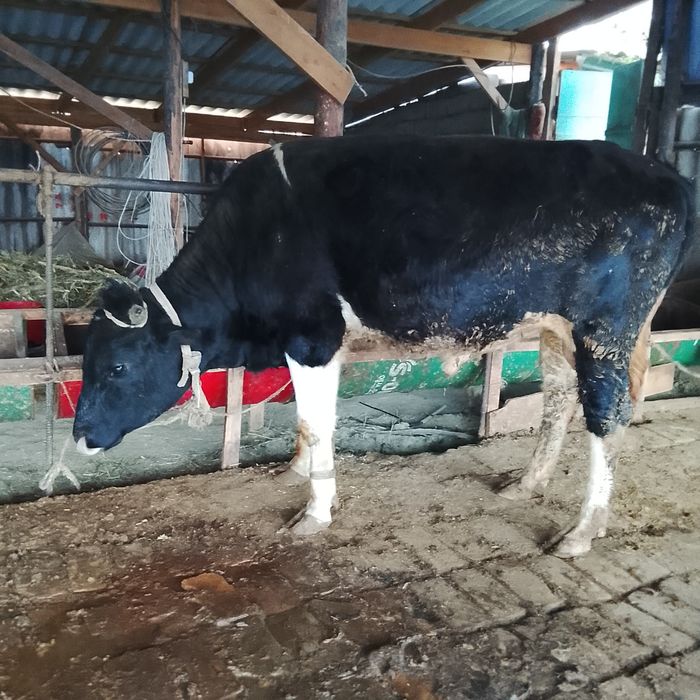 Бұқалар 1.5-2 жас