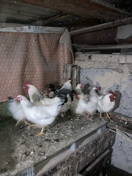 Куры адлерские 1+9