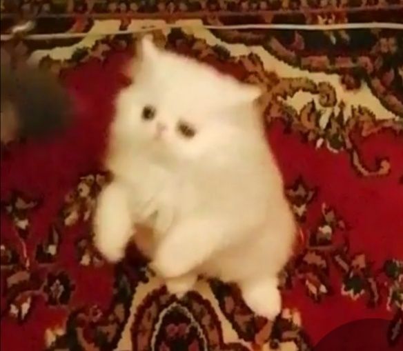 Котята персидские .