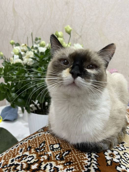 отдам Шейлу в добрые руки!