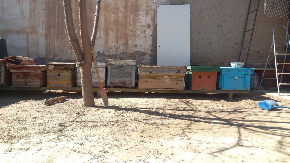 Асал ари уялар соти