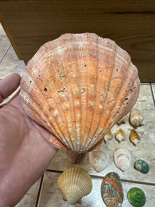 Разные Ракушки Морские