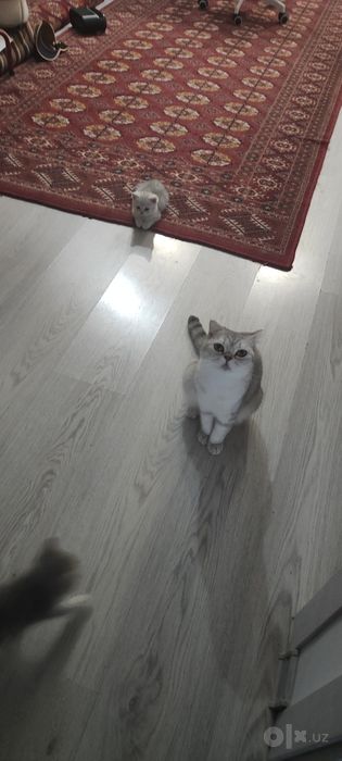 Scottish FOLD сотилади