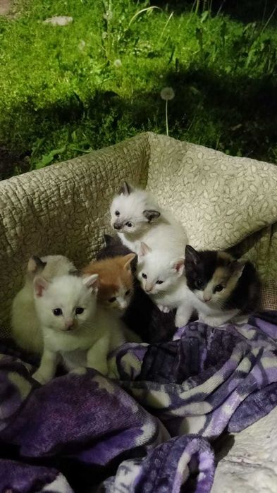 Красивые Котята даром