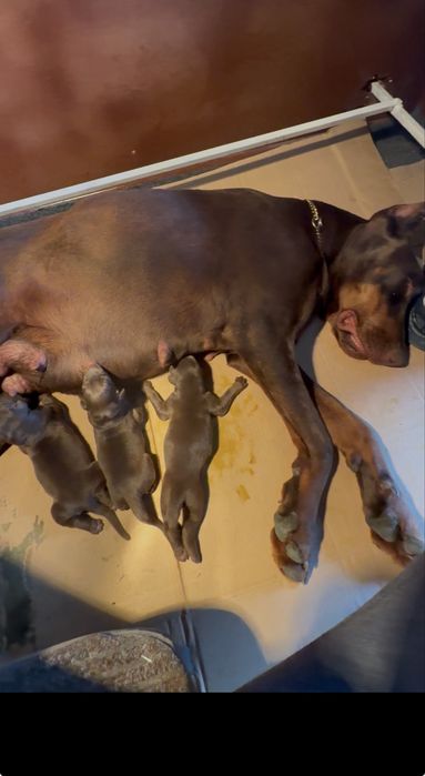 Продавам Добермани ( European Doberman )