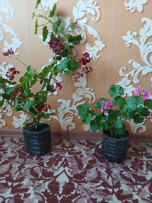 Цветы для дома разные.