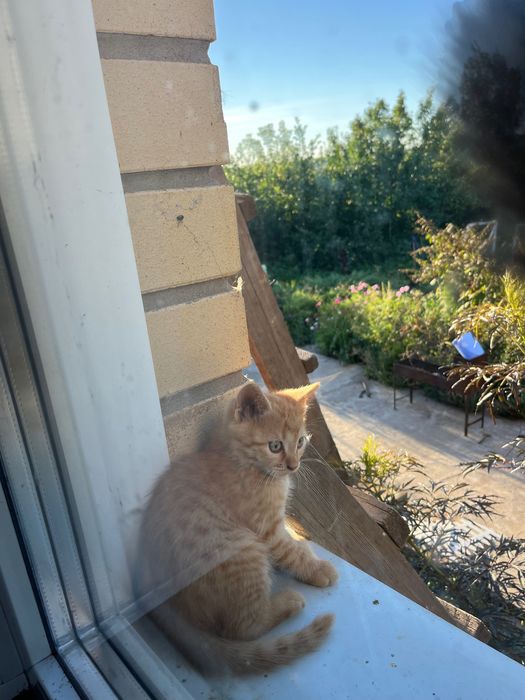 Котята мальчики 3 шт