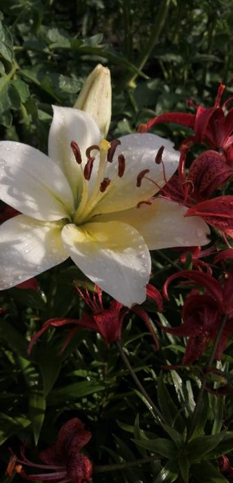 Продам дачу в садовом обществе Горизонт Горизонт