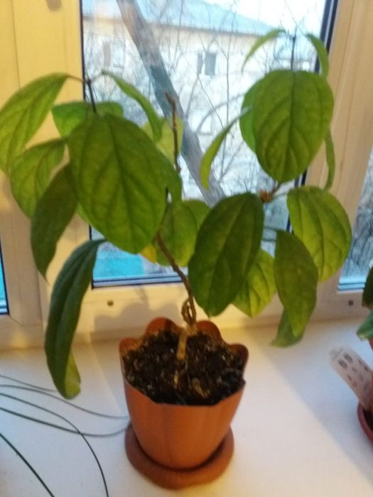 Продам цветы клеродендрум томсана