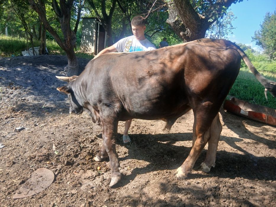 Келсым ба          .