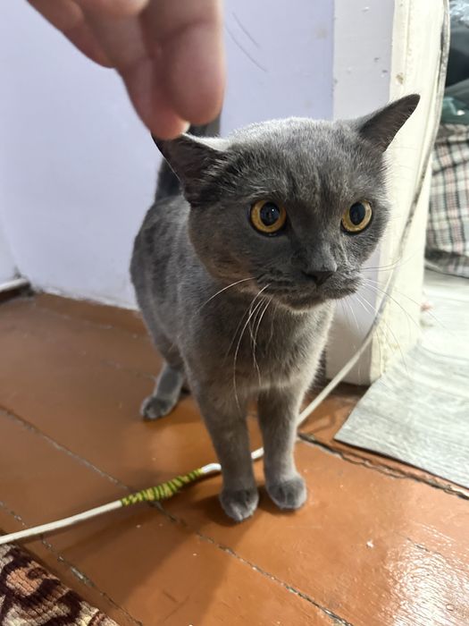 Отдам шотландского кота кастрат