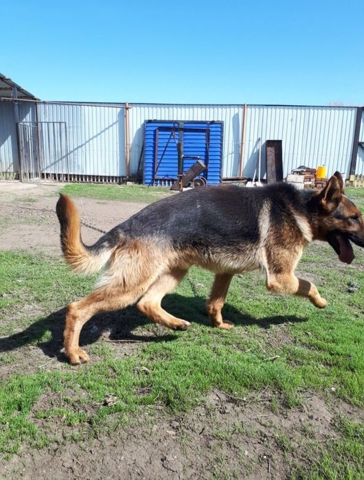 Вязка. Немецкий овчарка