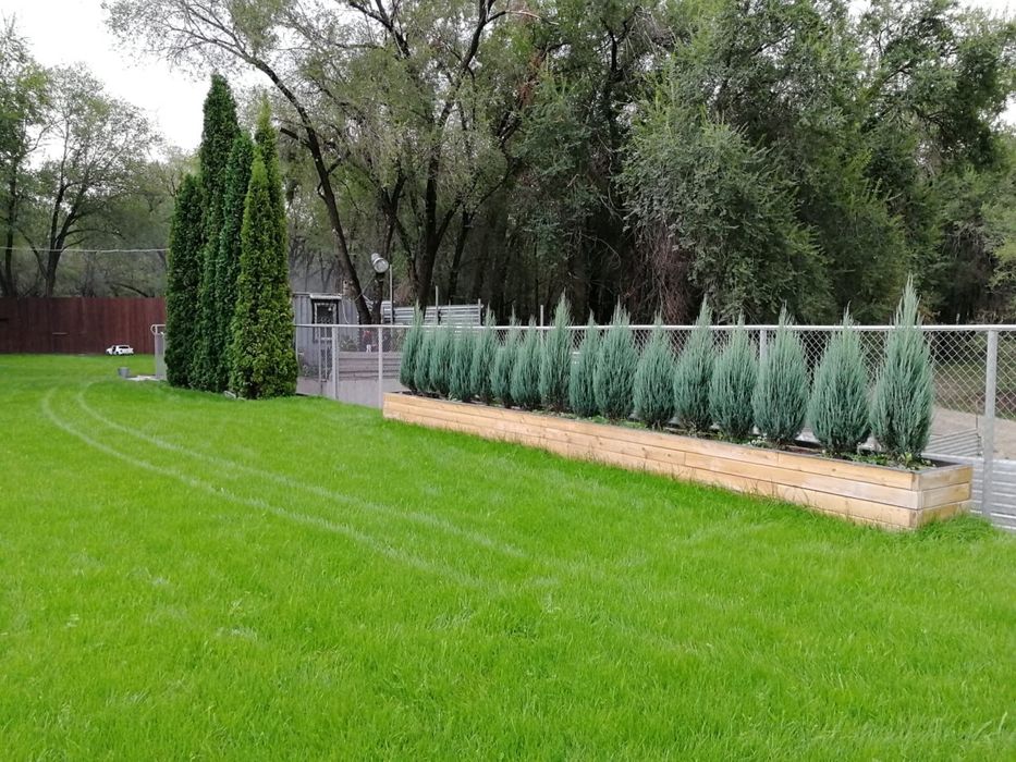 Газон под ключ сочный зеленый газон