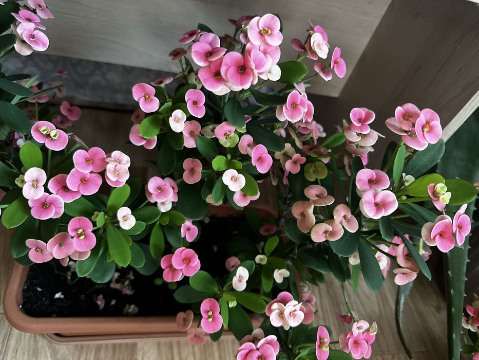 Цветущий молочай Миля