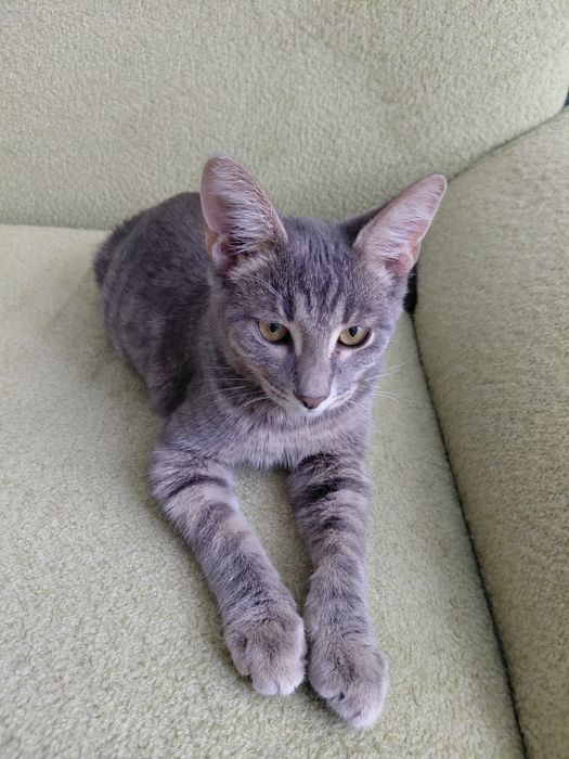 Котенок подросток, мальчик