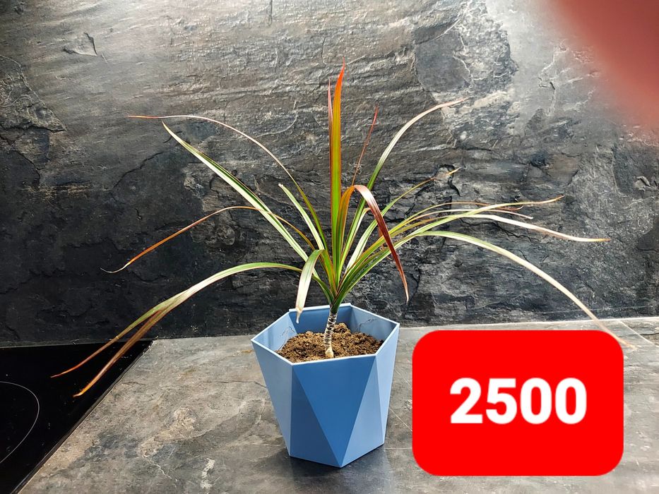 Продам драцену 2500тнг