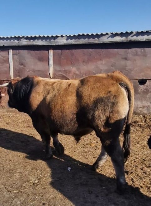 Продается бык обрак