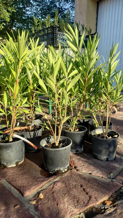 Олеандър/Зокум/Лян/Nerium Oleander : 65-75 см височина-ПРОМОЦИЯ