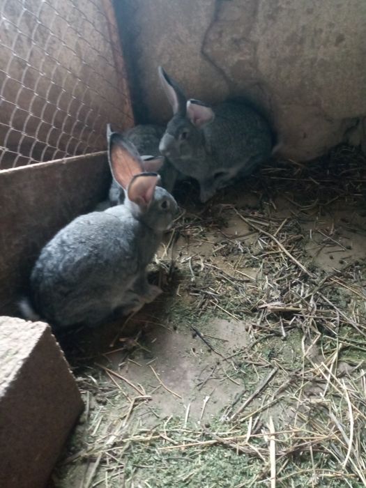 Продам крольчат породы Фландр