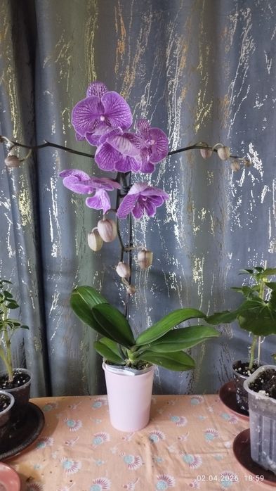 Продается Шикарная Орхидея Биг лип венозная