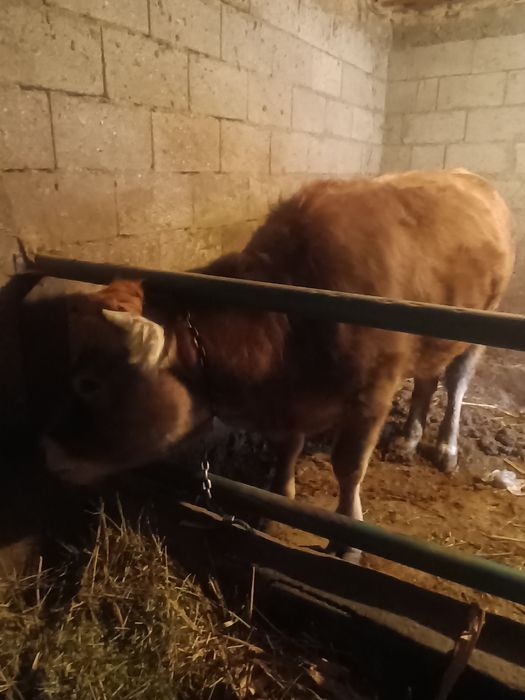 Продам телочку ,полуалатау