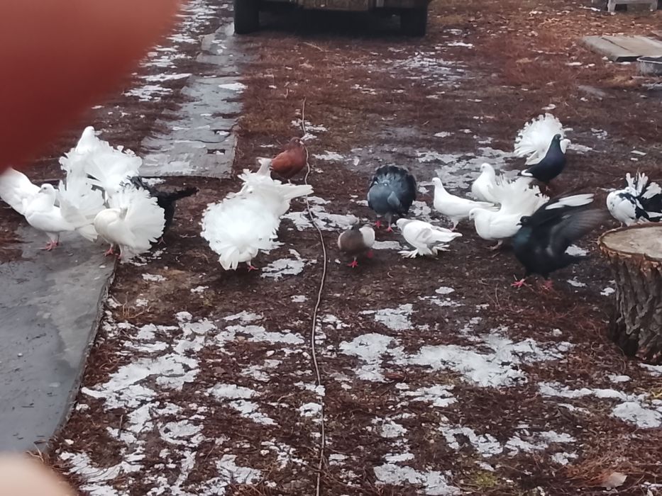 Продаются голуби павлины