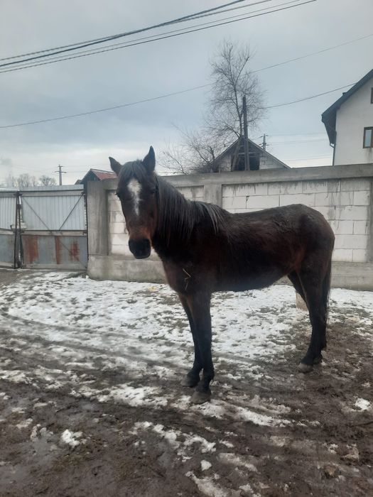 Iapa de vânzare  trage foarte bine