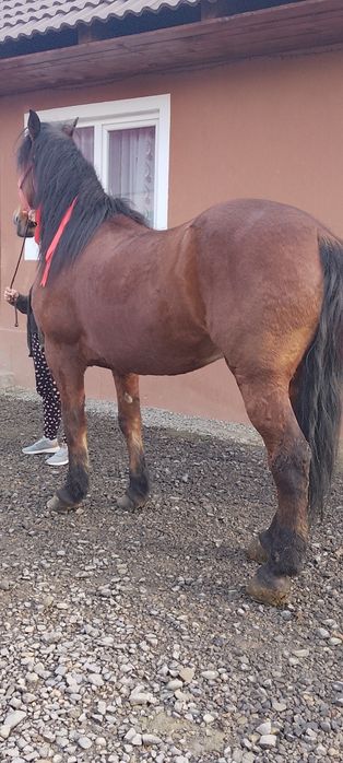 Vând cal castrat foarte cuminte