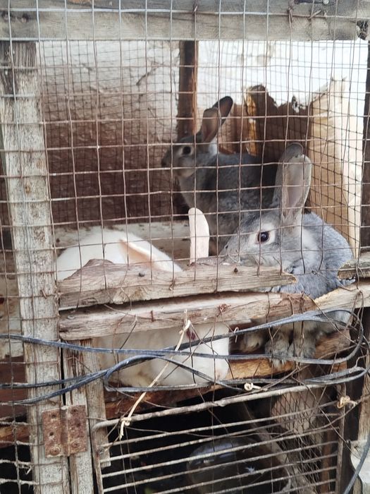 Quyon 2 xel paroda 7 ta