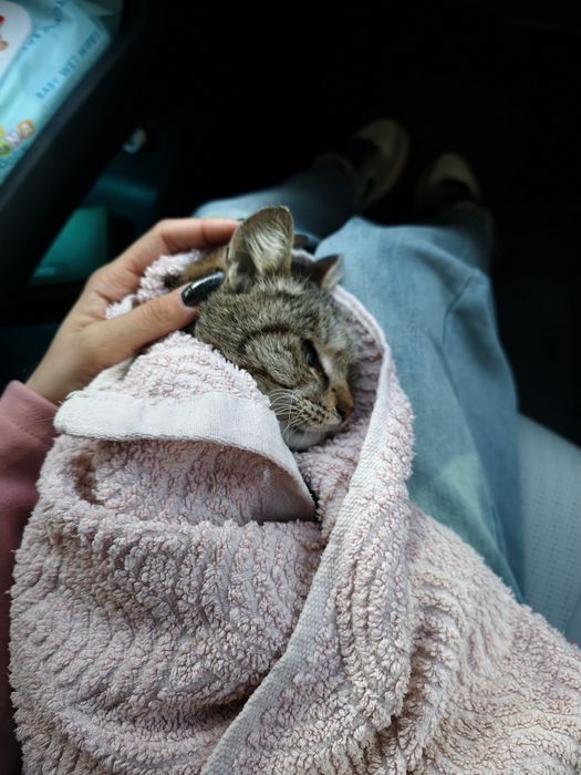 Ищу кошке семью и дом