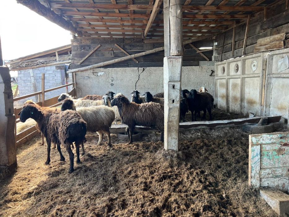 Ісек , сауық қойлар