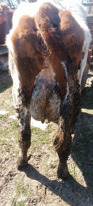 Vând vacă de lapte fătată de 2 zile
