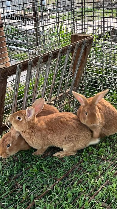 Продам Кроллов порода Бургунды