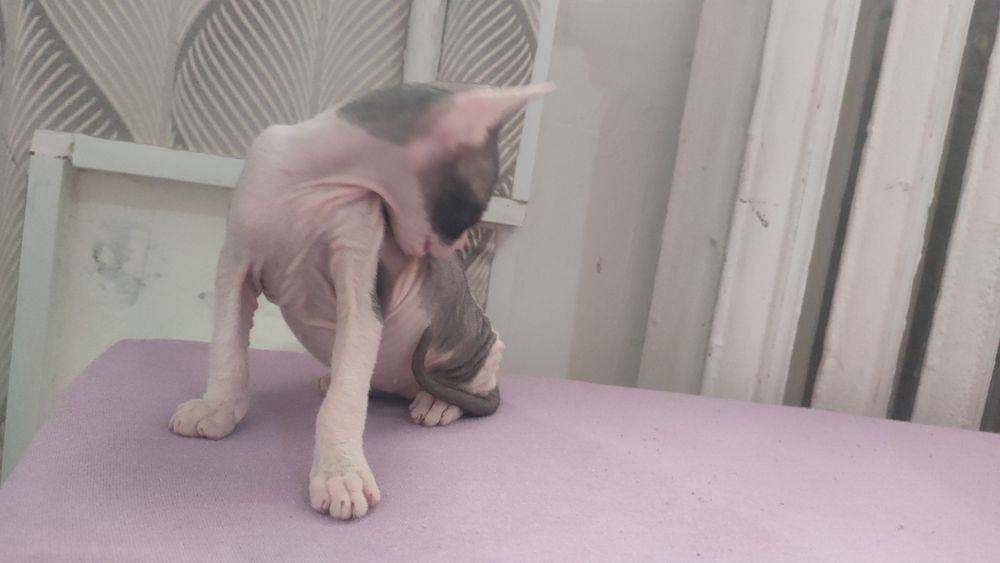 Продам котят породы сфинкс