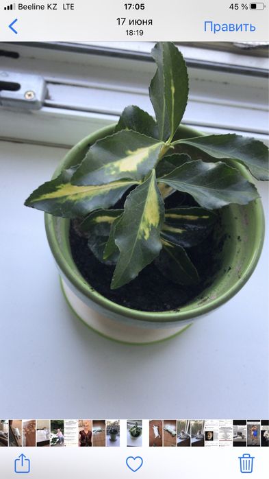 Комнатный цветочек