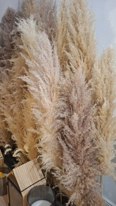 PAMPAS uscat natural