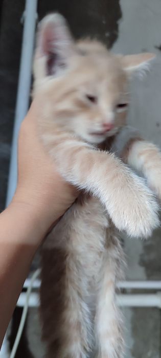 Отдаю котят в добрые руки
