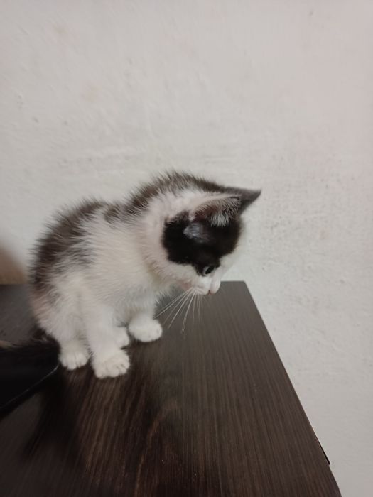 4 кошки возраст 2 месяца